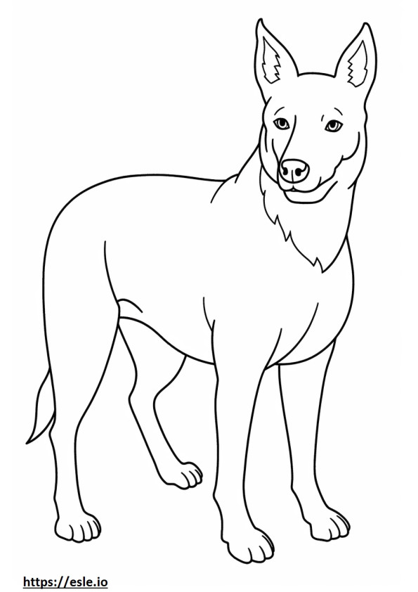 Australijski pies Kelpie jest uroczy kolorowanka