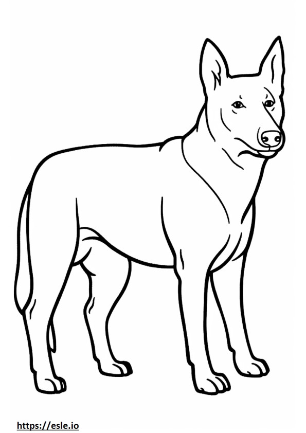 Cachorro Kelpie Australiano fofo para colorir