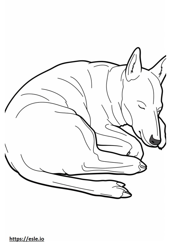 Australische Kelpie-hond slaapt kleurplaat