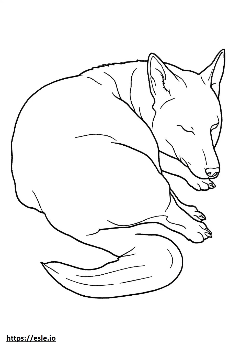 Australian kelpie-koira nukkuu värityskuva
