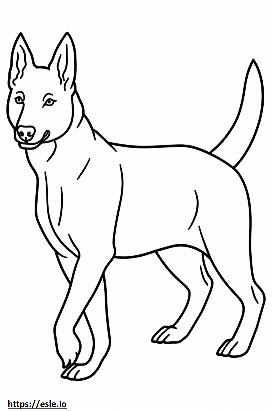 Avustralyalı Kelpie Köpeği Oynarken boyama