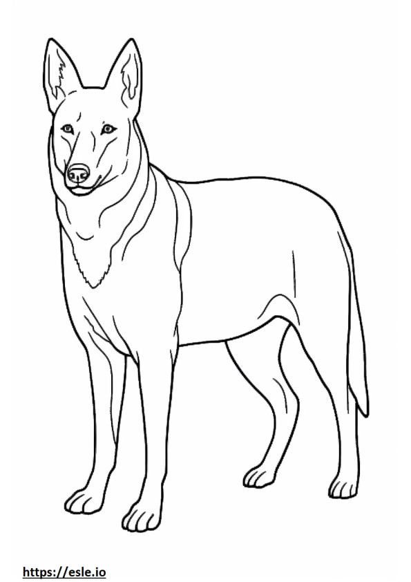 Se admiten perros Kelpie australiano para colorear e imprimir
