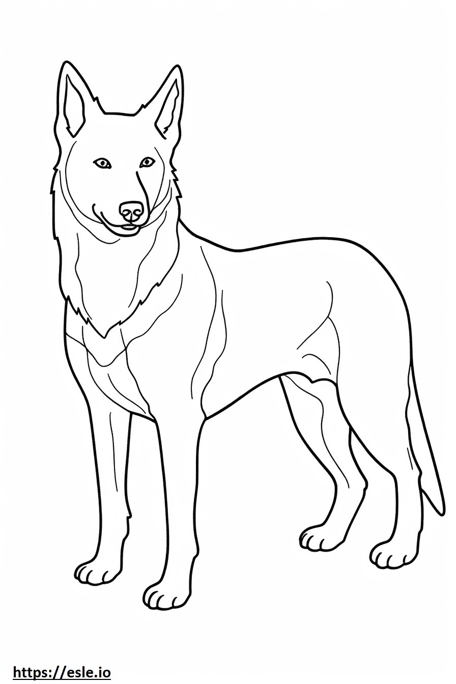 Kelpie australiano adequado para cães para colorir
