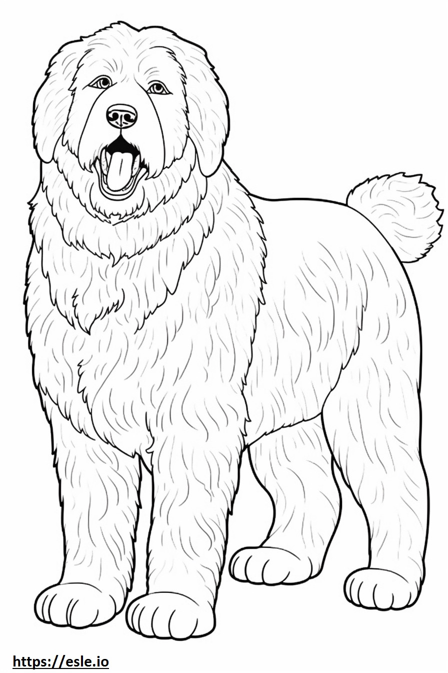 Australian Labradoodle full body coloring page