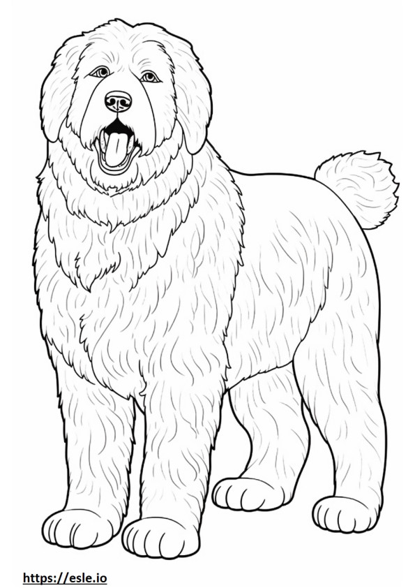 Australian Labradoodle full body coloring page