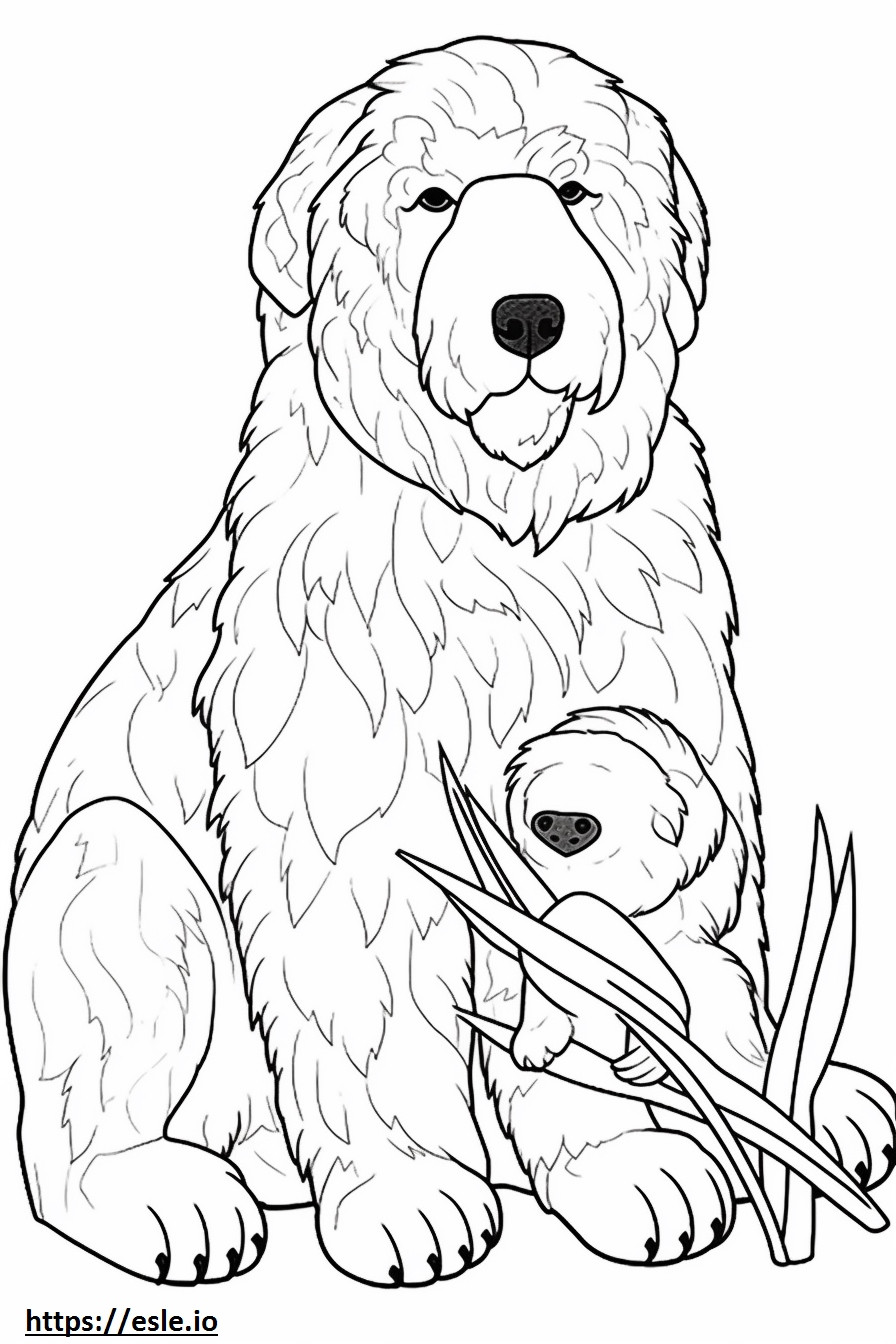 Australian Labradoodle baby coloring page