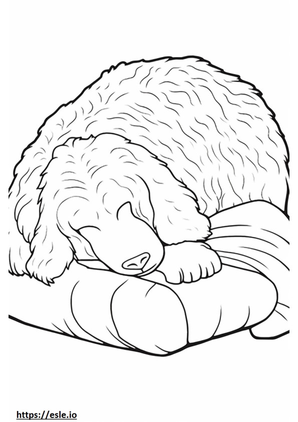 Schlafender australischer Labradoodle ausmalbild