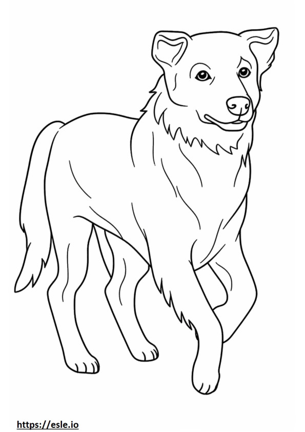 Australian Retriever Playing coloring page