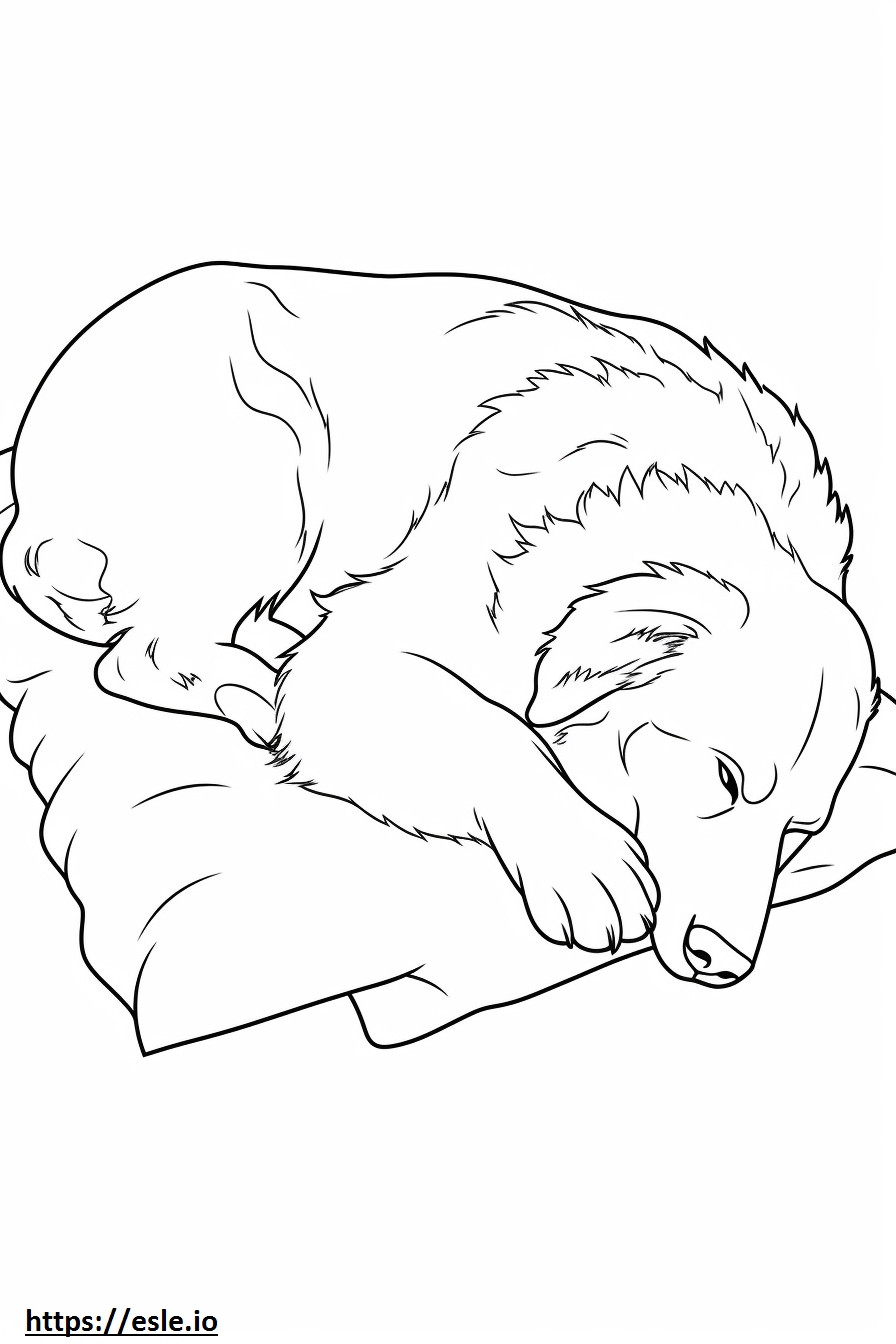 Australischer Schäferhund schläft ausmalbild