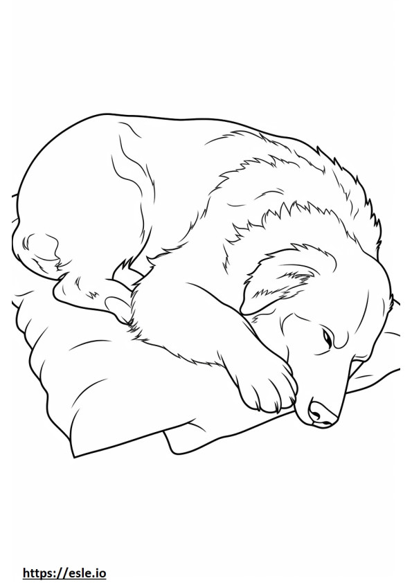 Australischer Schäferhund schläft ausmalbild