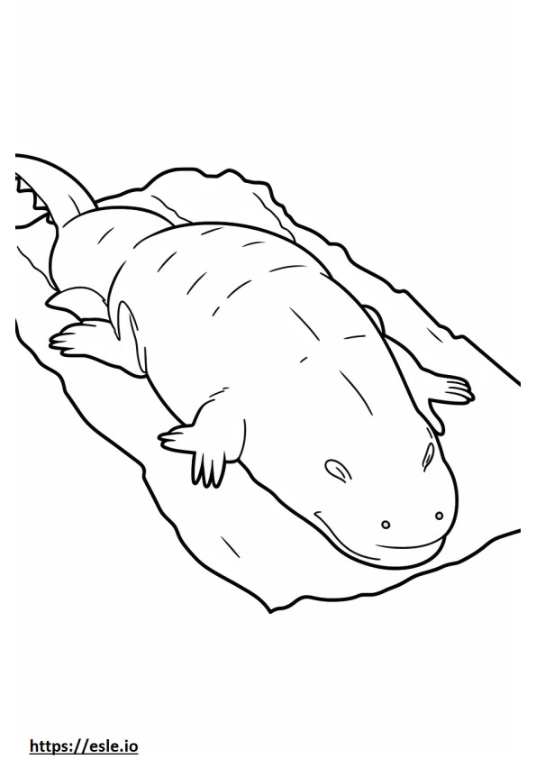 Axolotl nukkuu värityskuva
