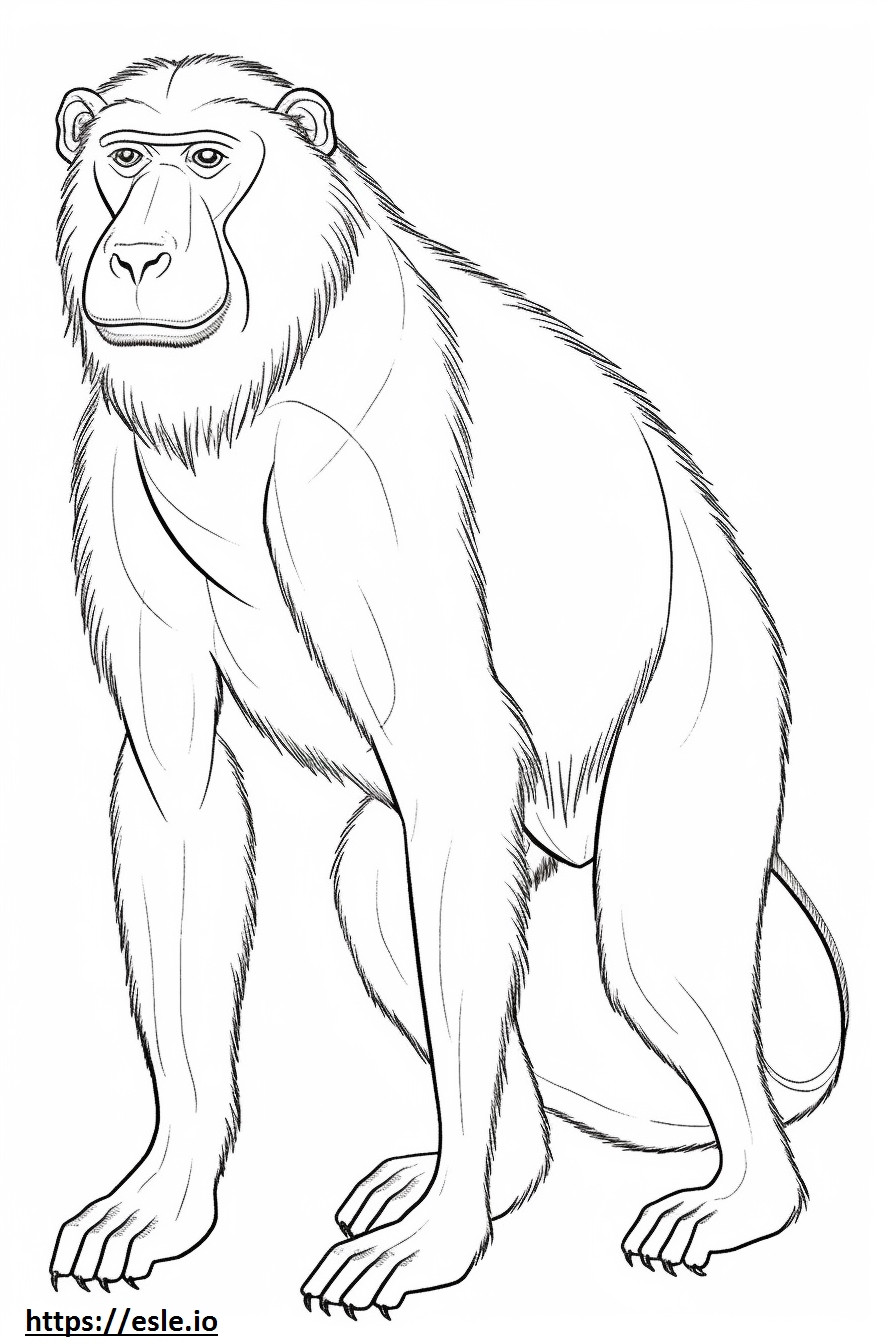 Baboon full body coloring page