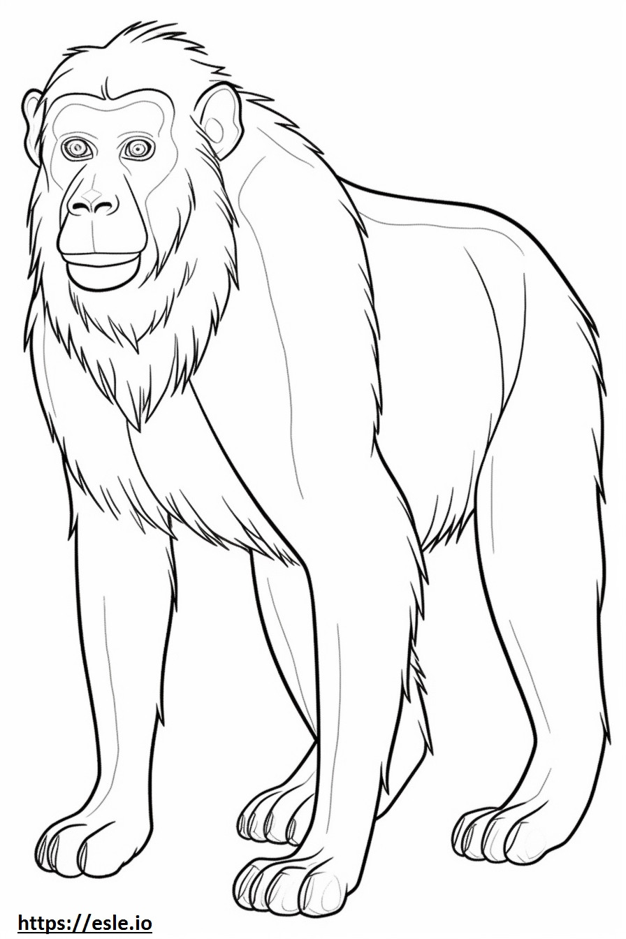 Baboon full body coloring page