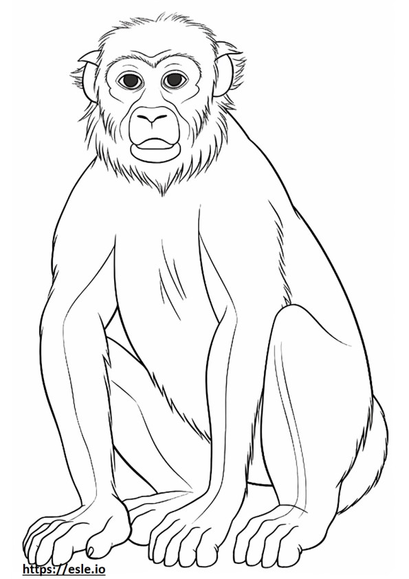 Baboon baby coloring page
