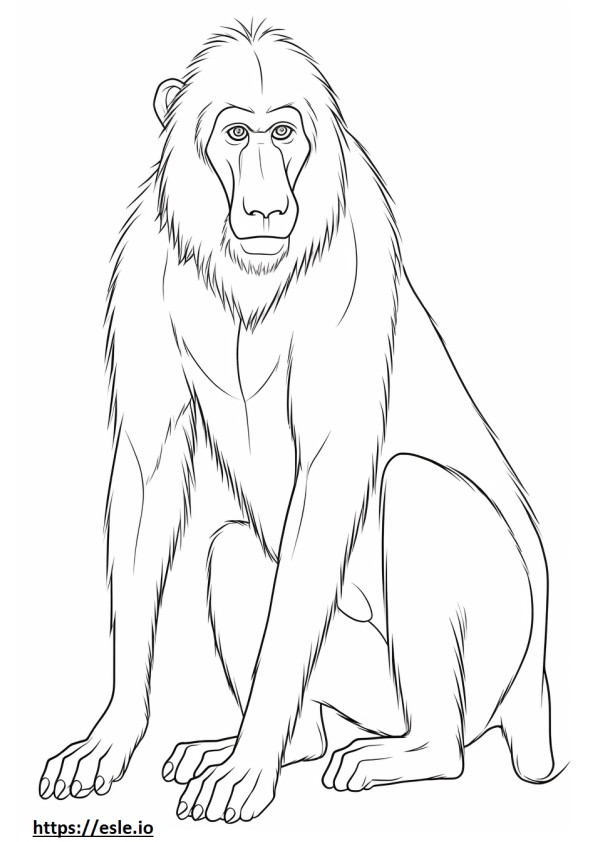 Desenho de babuíno para colorir