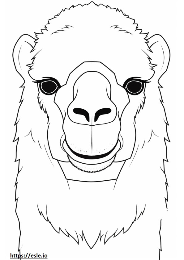 Bactrian Camel kasvot värityskuva