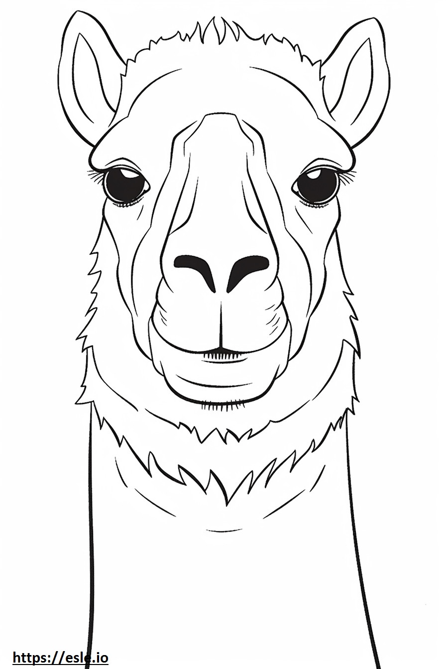 Cara de camelo bactriano para colorir