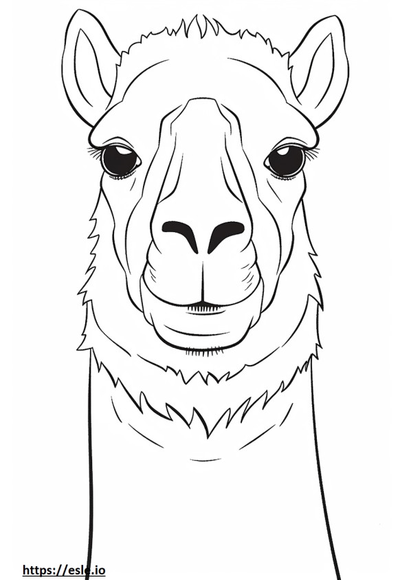 Cara de camelo bactriano para colorir
