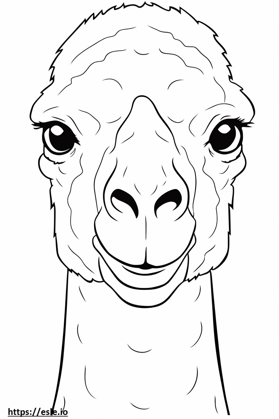 Gesicht eines baktrischen Kamels ausmalbild