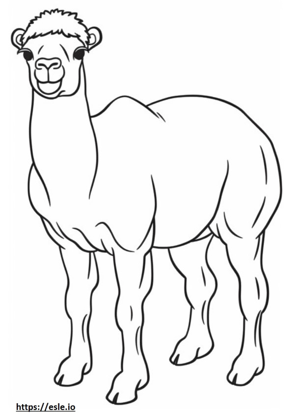 Baktrisches Kamelbaby ausmalbild