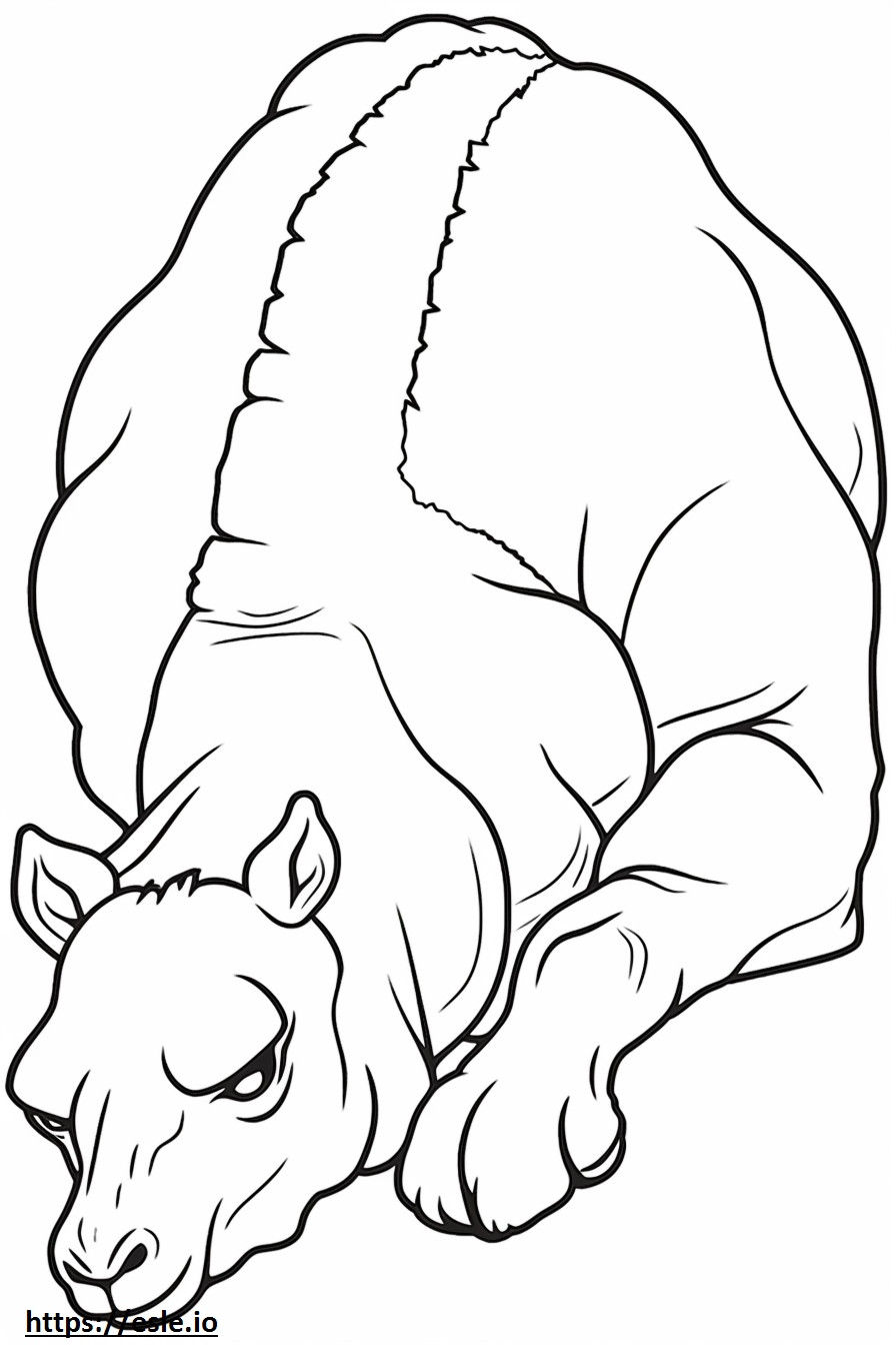 Camelo Bactriano dormindo para colorir