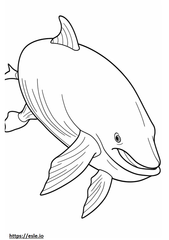 Baleia de barbatana bebê para colorir