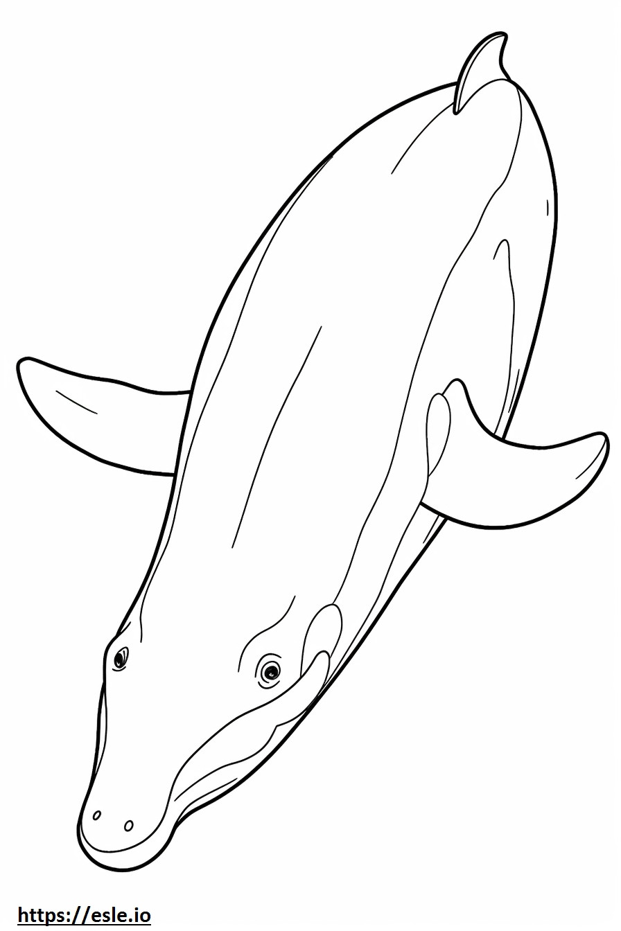 Baleen Whale koko vartalo värityskuva