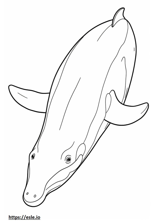 Baleen Whale koko vartalo värityskuva