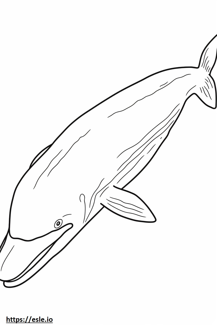 Coloriage Baleine à fanons dormant à imprimer