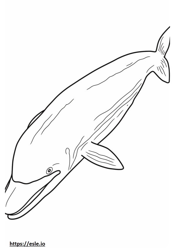眠るヒゲクジラ ぬりえ - 塗り絵