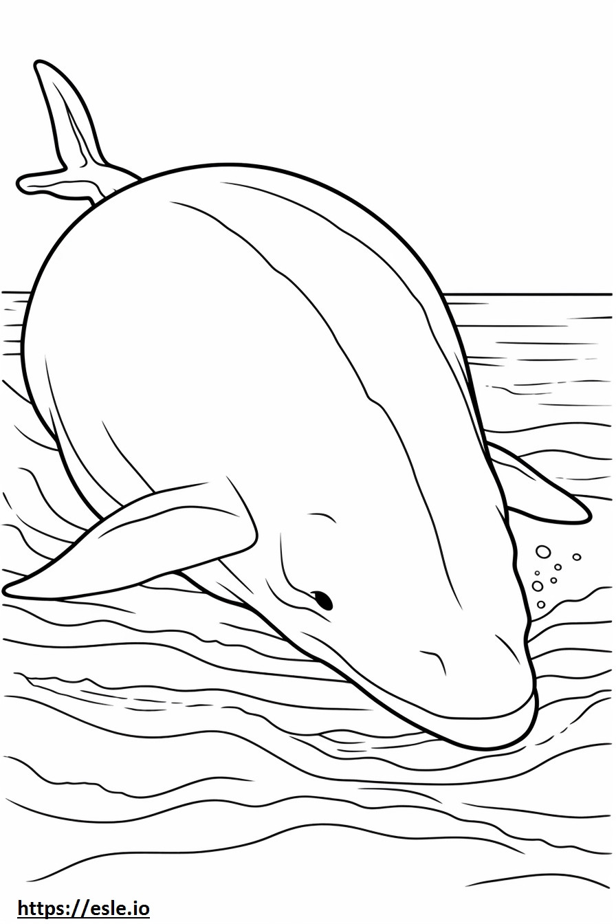 Baleia de barbatana dormindo para colorir