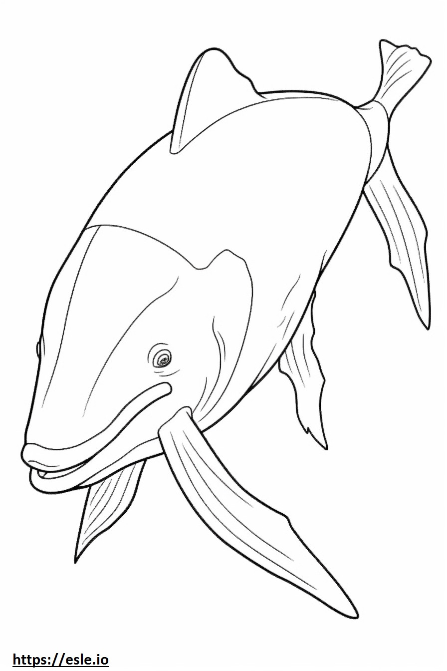 Baleen Whale Friendly coloring page
