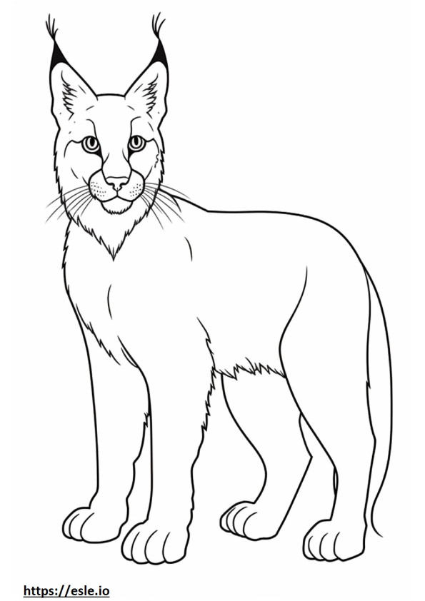 Balkan Lynx baby coloring page