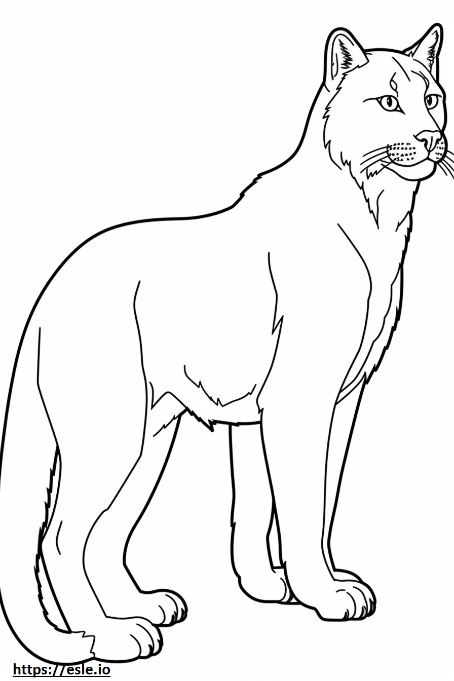 Balkan Lynx volledig lichaam kleurplaat kleurplaat