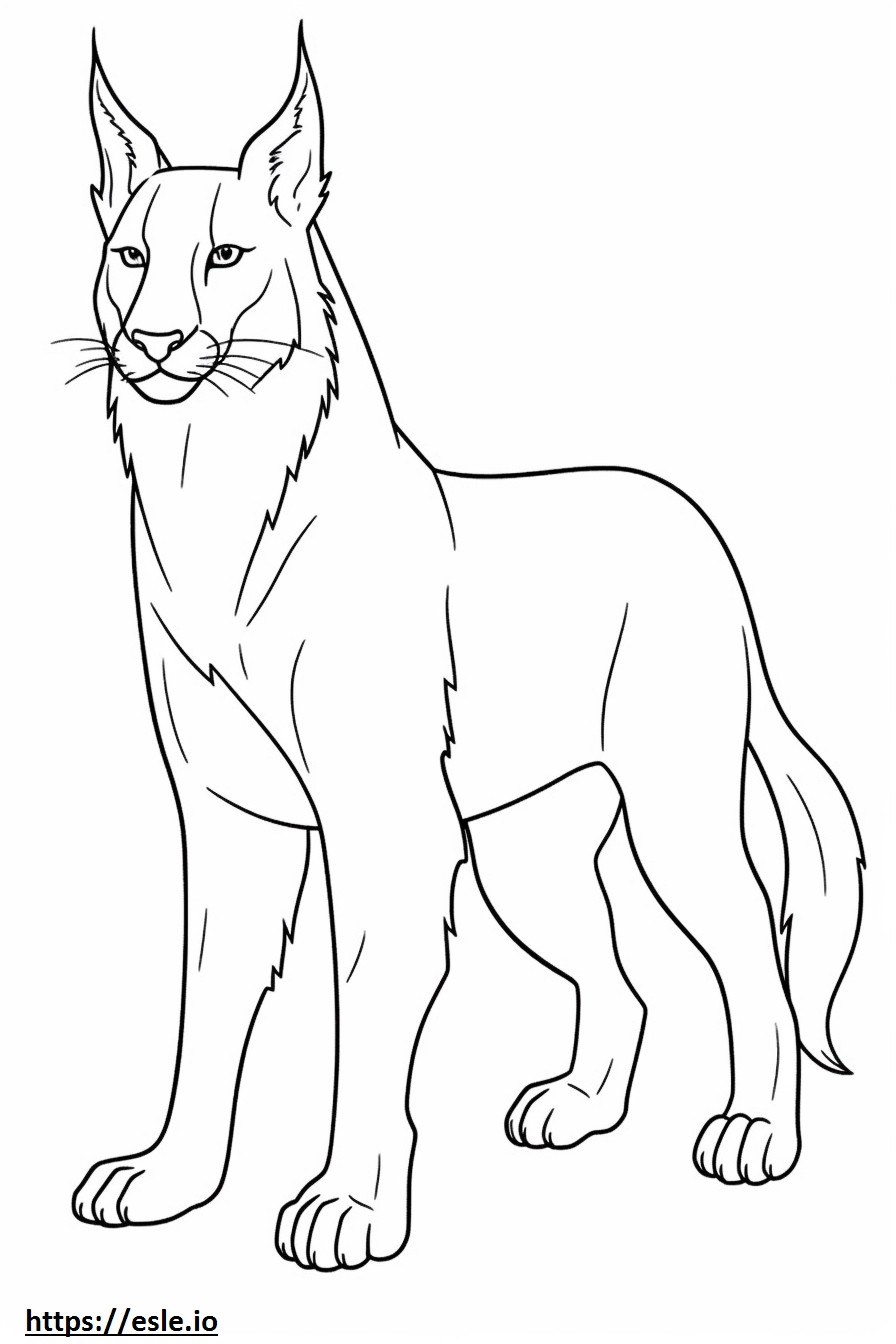 Lynx balcanic tot corpul de colorat