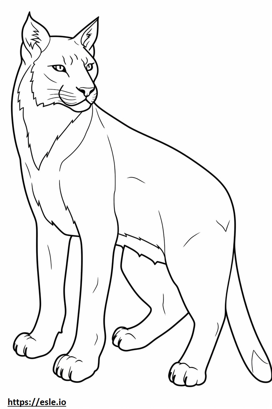 Balkan Lynx drăguț de colorat