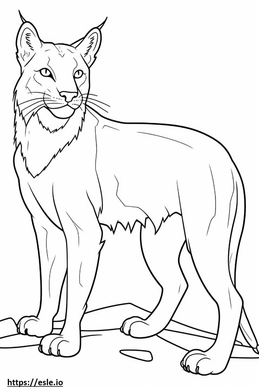 Lynx Balkan sedang bermain gambar mewarnai