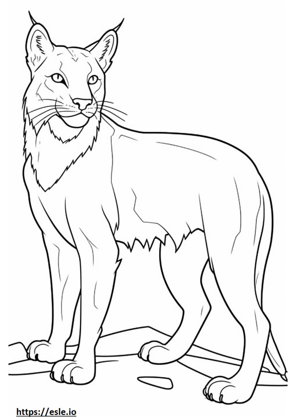 Balkan Lynx se joacă de colorat