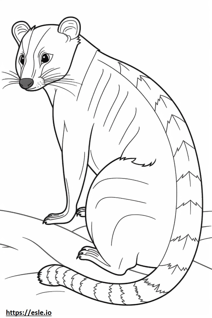 Banded Palm Civet full body coloring page