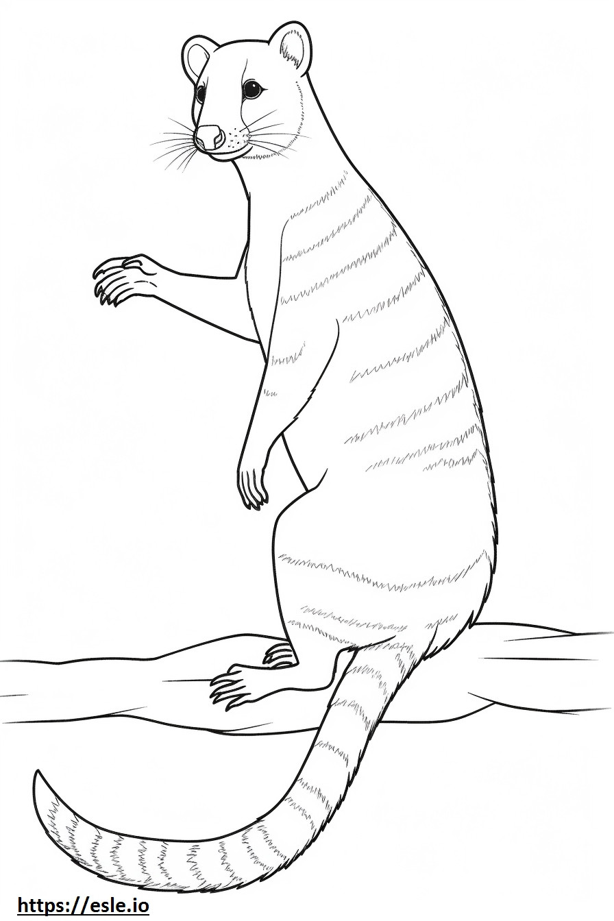 Banded Palm Civet full body coloring page