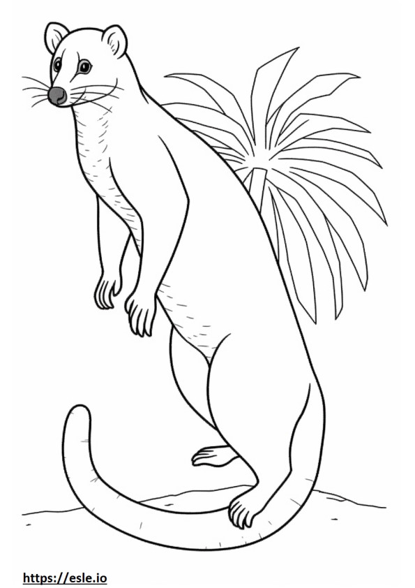 Şeritli Palmiye Misk Kedisi tam vücut boyama