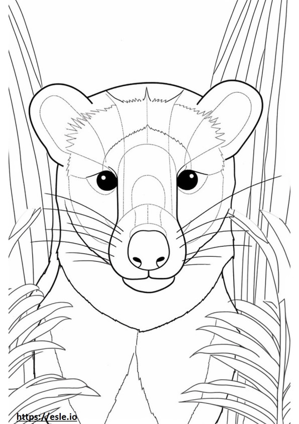 Banded Palm Civet face coloring page
