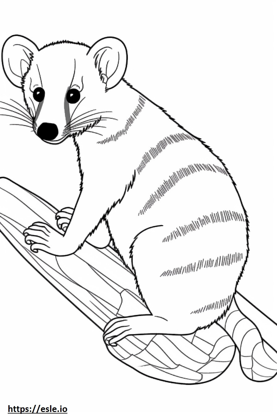 Banded Palm Civet baby coloring page