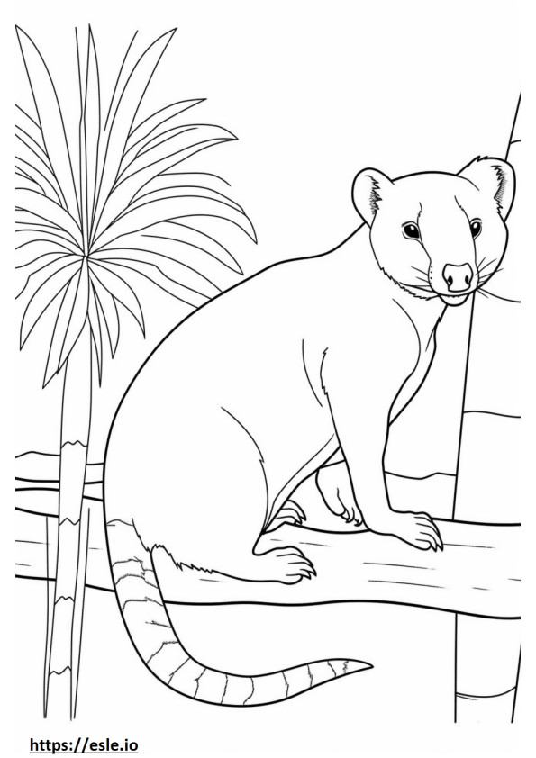 Banded Palm Civet cartoon coloring page