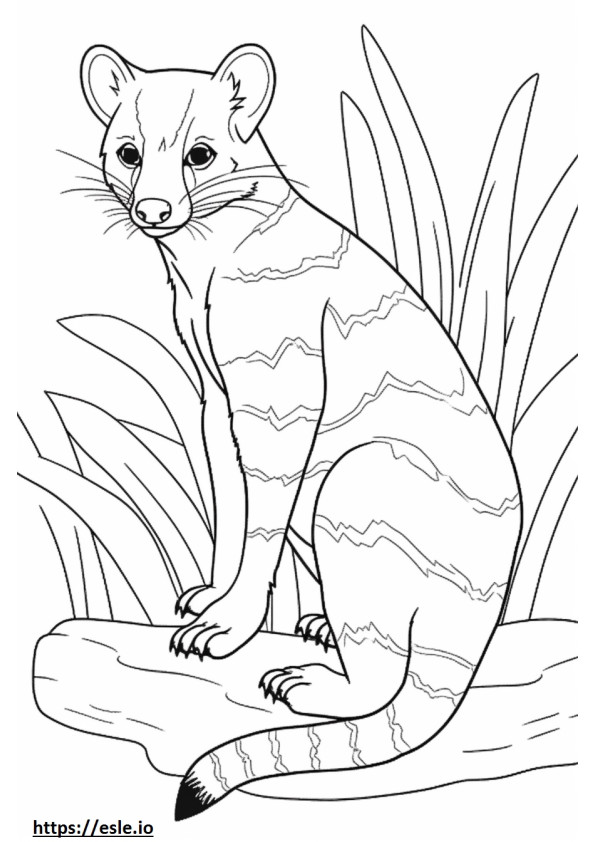 Banded Palm Civet cartoon coloring page
