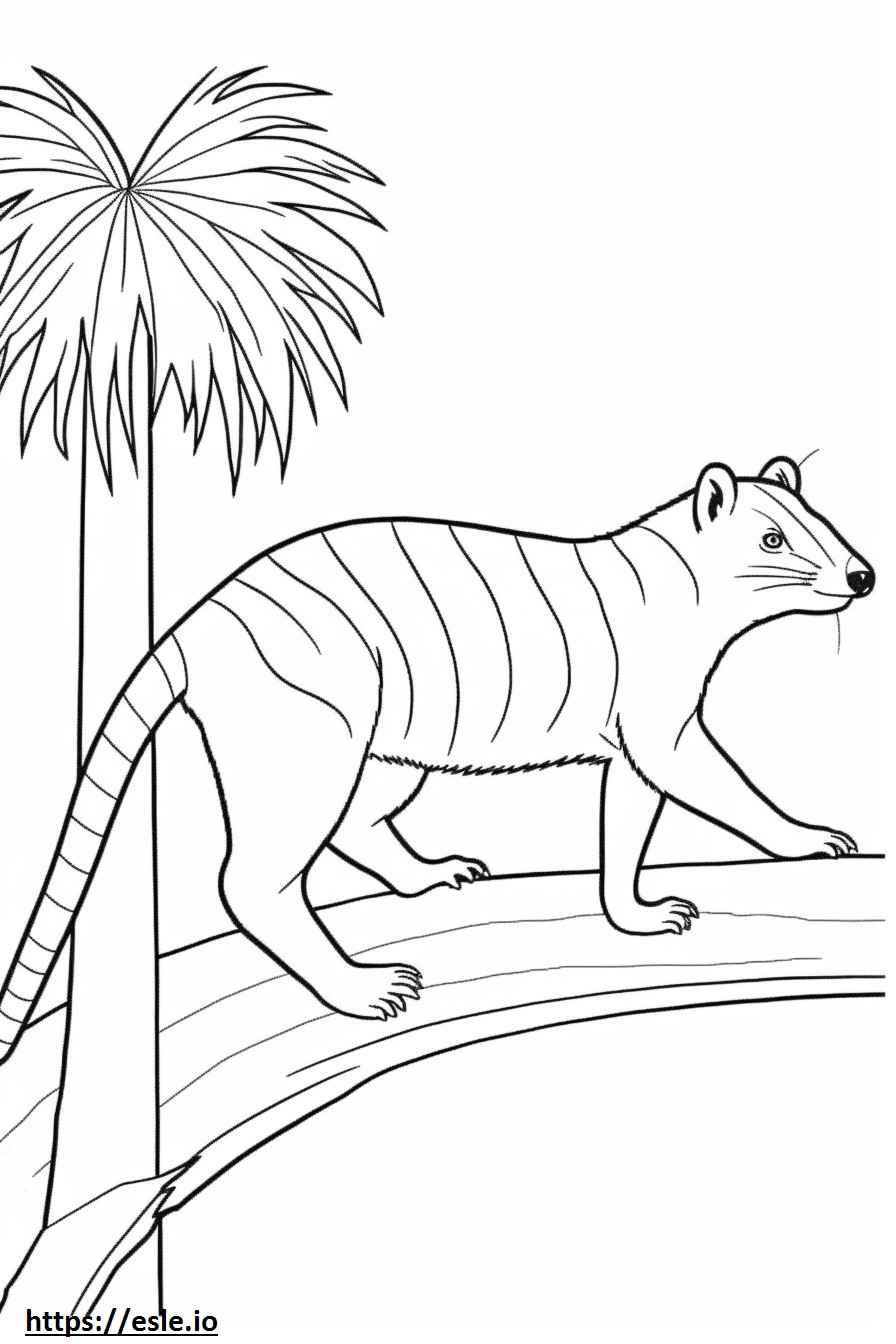 Şeritli Palmiye Misk Kedisi Oynarken boyama
