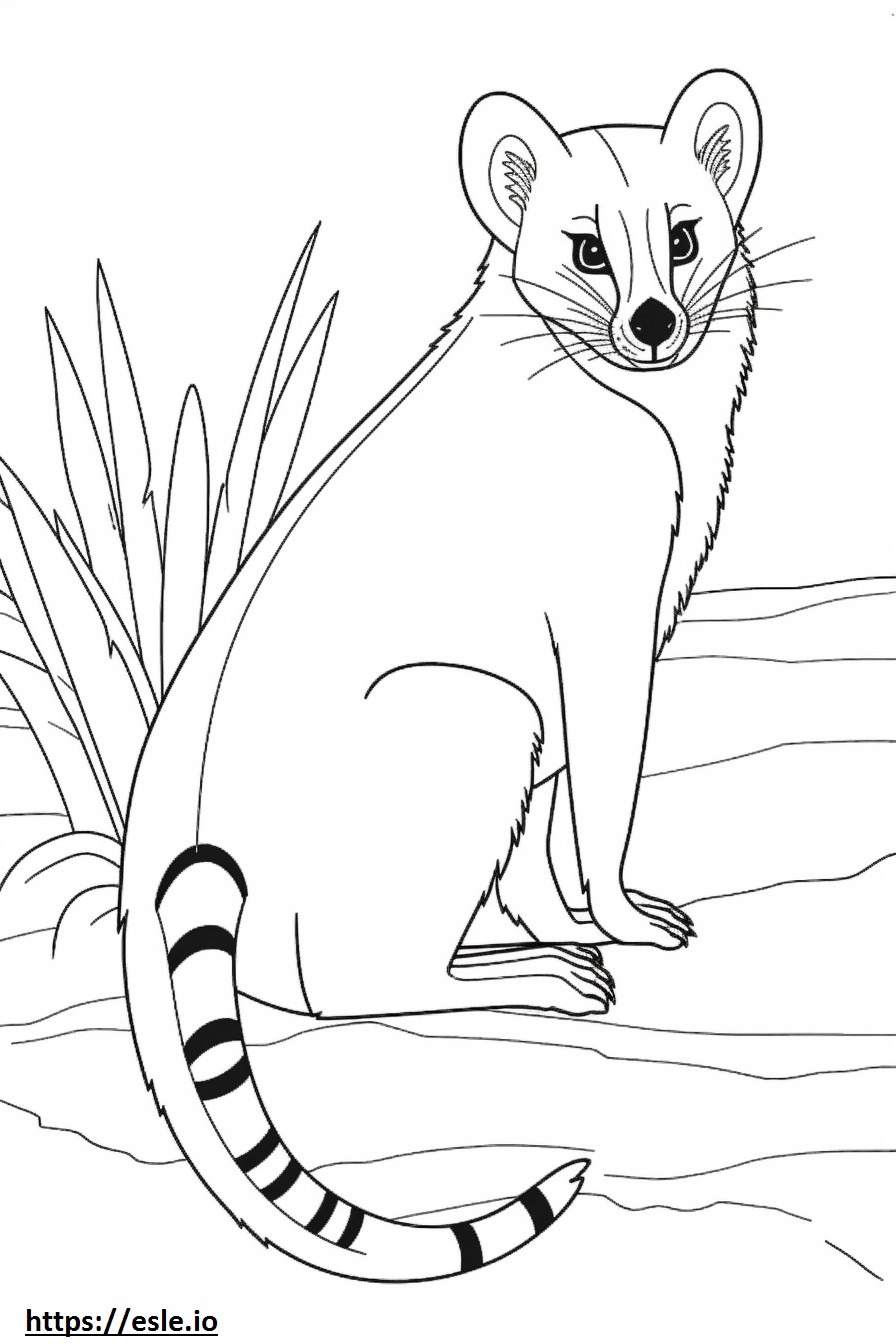 Bantlı Palmiye Misk Kedisi Dostu boyama