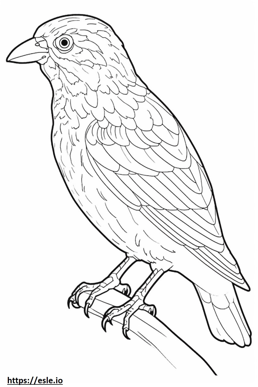 Barbet full body coloring page