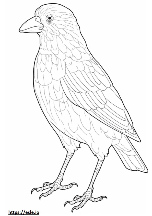 Barbet full body coloring page