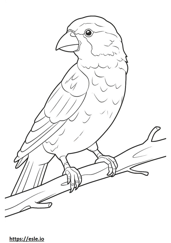 Barbet baby coloring page